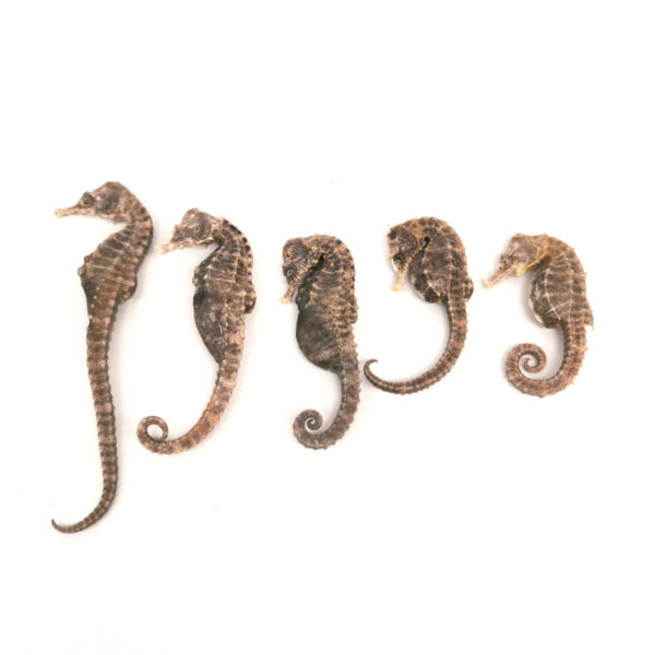 dried seahorse price, dried seahorse powder, dried seahorse benefits, dried seahorse medicine, seahorses for sale, dried sea creatures, dried seahorse price in Turkey dried seahorse Turkey