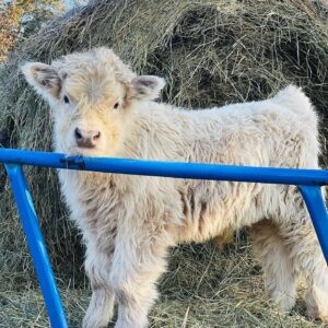 Chondro positive Miniature Highland Bull Calf for sale